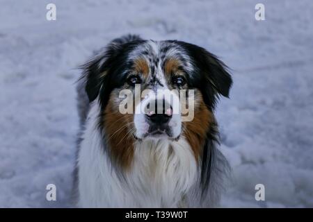 Incredibile pastore australiano cane nella neve verticale (bella occhi), Tignes, Francia. Foto Stock