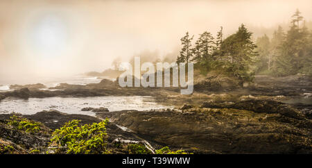 Costa rocciosa occidentale della isola di Vancouver, Inghilterra è Columbia, Canada. Sitka Abete (Picea sitchensis) in primo piano sono state sopraffatte e deformato b Foto Stock