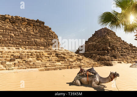Tombe a Giza e un cammello accanto a loro, Egitto Foto Stock