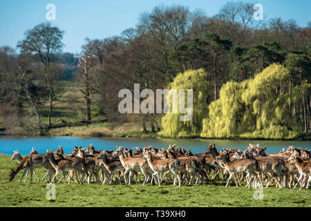 Allevamento di daini accanto a Holkham parco lago, Holkham Hall, North Norfolk, East Anglia, Inghilterra, Regno Unito. Foto Stock