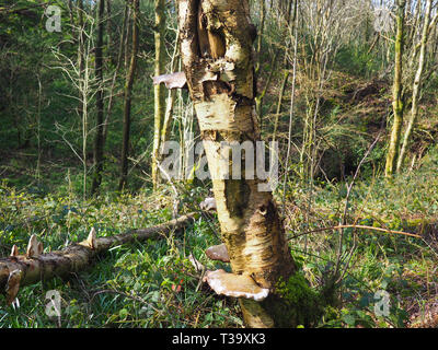 Razor strop fungo nella foresta vicino Pott Shrigley, Cheshire, Regno Unito Foto Stock