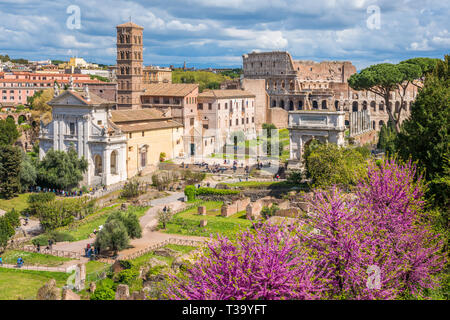 The roman forum with purple flowers during spring time. Rome, Italy. Foto Stock