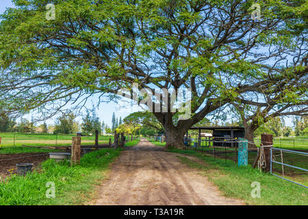 Strade di campagna attraverso Dillingham Ranch in Hawaii Foto Stock