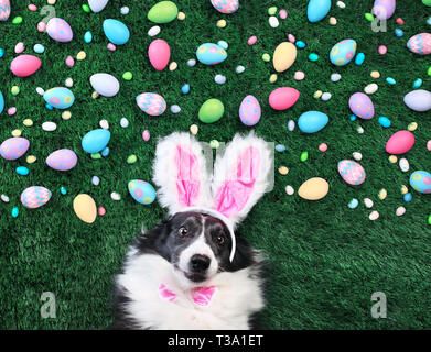 Cane con orecchie di coniglietto circondato da colorate le uova di Pasqua e dolci Foto Stock