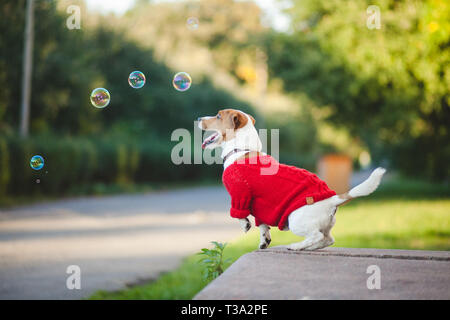 Cane correre e giocare sulla strada. Autunno, Jack Russell Terrier Foto Stock