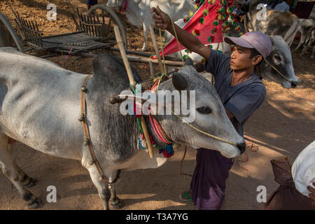 Uomo birmano la preparazione di buoi per la gara di oxcart al Vesak luna piena festa per celebrare il compleanno di Buddha a Shwe Yin Pagoda Maw, vicino a T Foto Stock