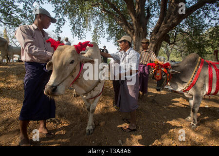 Gli uomini birmani la preparazione di buoi per la gara di oxcart al Vesak luna piena festa per celebrare il compleanno di Buddha a Shwe Yin Pagoda Maw, vicino a T Foto Stock