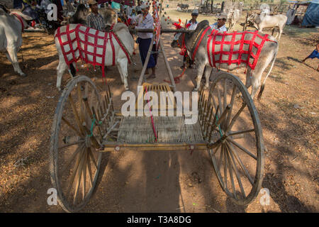 Gli uomini birmani la preparazione di buoi per la gara di oxcart al Vesak luna piena festa per celebrare il compleanno di Buddha a Shwe Yin Pagoda Maw, vicino a T Foto Stock