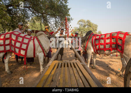 Gli uomini birmani la preparazione di buoi per la gara di oxcart al Vesak luna piena festa per celebrare il compleanno di Buddha a Shwe Yin Pagoda Maw, vicino a T Foto Stock