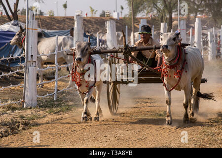 Oxcart gara al Vesak luna piena festa per celebrare il compleanno di Buddha a Shwe Yin Pagoda Maw, vicino a Thazi, Myanmar (Birmania). Foto Stock