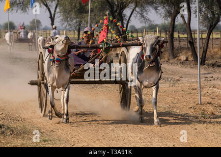 Oxcart gara al Vesak luna piena festa per celebrare il compleanno di Buddha a Shwe Yin Pagoda Maw, vicino a Thazi, Myanmar (Birmania). Foto Stock