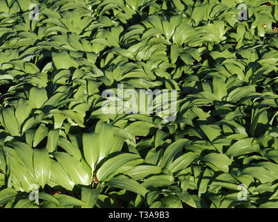 Campo della deliziosa aglio selvatico piante Foto Stock