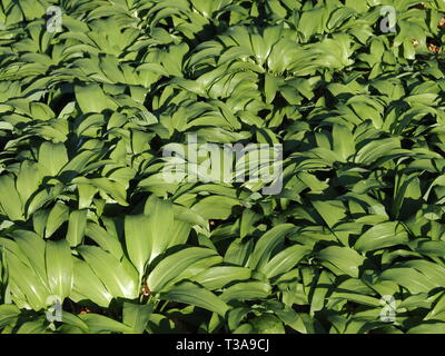 Campo della deliziosa aglio selvatico piante Foto Stock