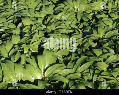 Campo della deliziosa aglio selvatico piante Foto Stock