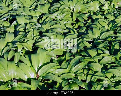 Campo della deliziosa aglio selvatico piante Foto Stock