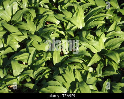 Campo della deliziosa aglio selvatico piante Foto Stock