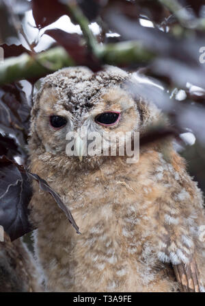 Allocco Strix aluco, ritratto di singoli bambini sono ' appollaiati nella struttura ad albero. Worcestershire, Regno Unito. Foto Stock