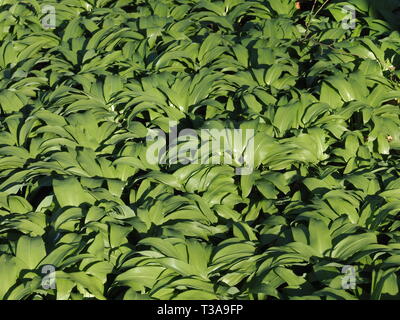 Campo della deliziosa aglio selvatico piante Foto Stock