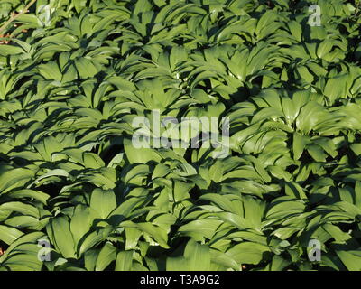 Campo della deliziosa aglio selvatico piante Foto Stock