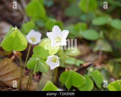 Fiori di Primavera (legno comune sorrel, Oxalis acetosella) Foto Stock