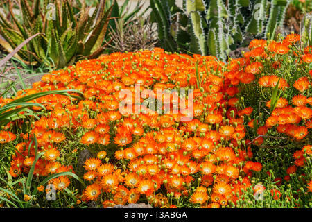 Euphorbia horrida sbocciare nella Biblioteca di Huntington a Los Angeles Foto Stock