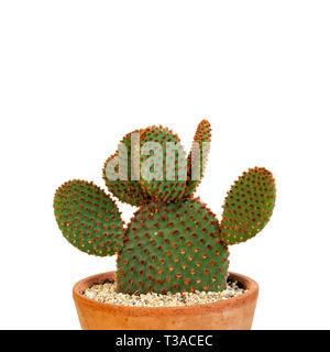 Orecchie di coniglietto cactus isolato su sfondo bianco. Foto Stock