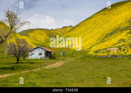 Millefiori super fioriscono lungo la banchina di autostrada 58 appena fuori la Carrizo plain ,San Luis Obispo County, California Foto Stock