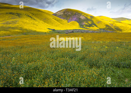 Millefiori super fioriscono lungo la banchina di autostrada 58 appena fuori la Carrizo plain ,San Luis Obispo County, California Foto Stock