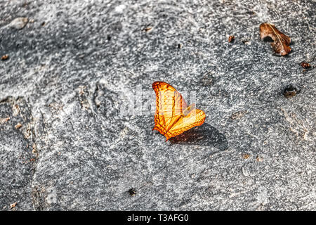 Questa singolare mostra fotografica di un bel giallo farfalla. La foto è stata scattata nella foresta pluviale tailandese Foto Stock