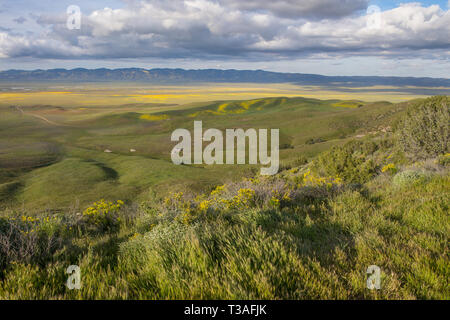 California super millefiori fiore a Carrizo plain Monumento Nazionale di San Luis Obispo County. guardando dal Caliente gamma alla gamma di TEMBLOR. Foto Stock
