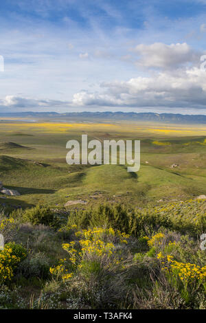 California super millefiori fiore a Carrizo plain Monumento Nazionale di San Luis Obispo County. guardando dal Caliente gamma alla gamma di TEMBLOR. Foto Stock