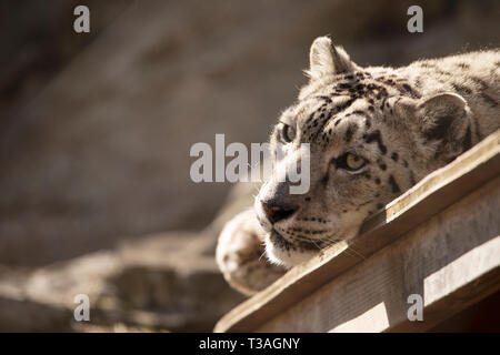 Una femmina di snow leopard (Panthera uncia) appoggiato al sole su una giornata di primavera. Foto Stock