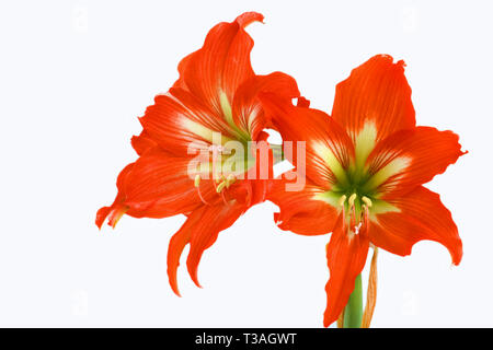 Amaryllis Hippeastrum rosso su sfondo bianco, fiore bellissimo fiore. Foto Stock