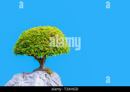 Bonsai banyan tree crescono su roccia bianca isolata su sfondo blu Foto Stock