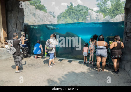 Le persone che visitano il St. Louis Zoo in Missouri osservare le guarnizioni in acquario Foto Stock