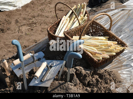 Klaistow, Germania. 08 apr, 2019. Cestini di taglio fresco gli asparagi sono poste in corrispondenza del bordo del campo all'inizio della stagione di asparagi. La domenica, più di 100 tonnellate di verdure fini potrebbe già essere raccolto. Credito: Bernd Settnik/dpa-Zentralbild/dpa/Alamy Live News Foto Stock