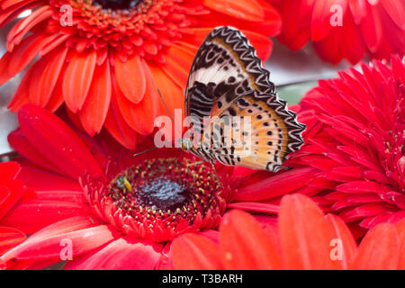 Farfalla singola su fiori di colore rosso Foto Stock