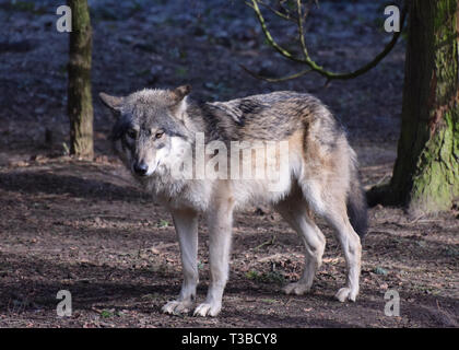 Lupo in piedi in una foresta Foto Stock