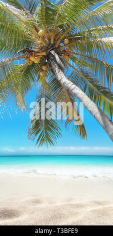 Coconut Palm tree appesa sopra la spiaggia sabbiosa. Paradiso tropicale isola. Turchese brillante di acqua oceanica. Arenile di lavaggio della forma d'onda. Sogni estate Foto Stock