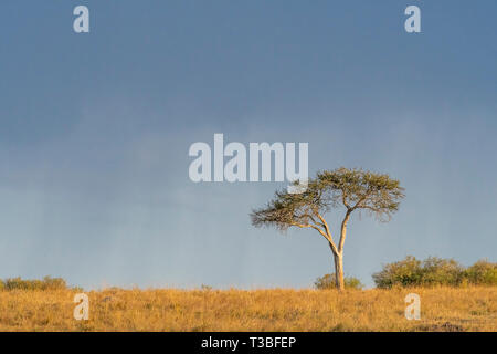 Paesaggi del Masai Mara al tramonto Foto Stock