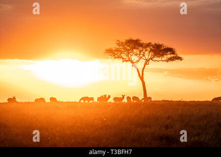 Zebre al pascolo nei gruppi al tramonto nel triangolo di Mara durante la stagione di migrazione Foto Stock