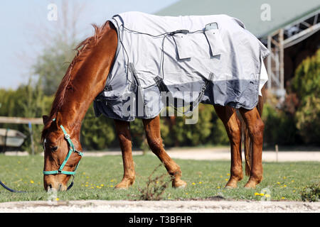 Vista laterale foto di un giovane delle corse ippiche dopo la formazione con un nuovissimo hherapy magnetico coperta di cavallo alla Fattoria degli animali il tempo primaverile Foto Stock