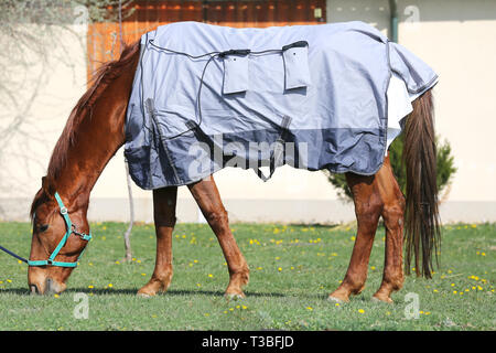 Vista laterale foto di un giovane delle corse ippiche dopo la formazione con un nuovissimo hherapy magnetico coperta di cavallo alla Fattoria degli animali il tempo primaverile Foto Stock