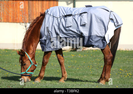 Vista laterale foto di un giovane delle corse ippiche dopo la formazione con un nuovissimo hherapy magnetico coperta di cavallo alla Fattoria degli animali il tempo primaverile Foto Stock