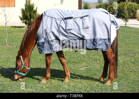 Vista laterale foto di un giovane delle corse ippiche dopo la formazione con un nuovissimo hherapy magnetico coperta di cavallo alla Fattoria degli animali il tempo primaverile Foto Stock