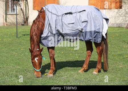 Vista laterale foto di un giovane delle corse ippiche dopo la formazione con un nuovissimo hherapy magnetico coperta di cavallo alla Fattoria degli animali il tempo primaverile Foto Stock