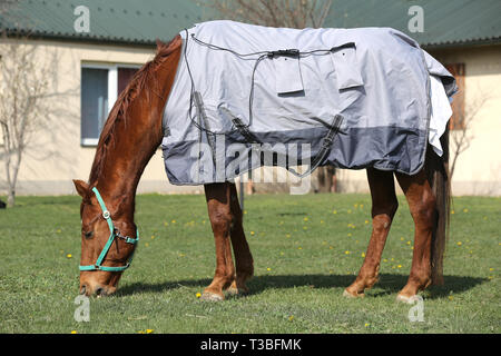 Vista laterale foto di un giovane delle corse ippiche dopo la formazione con un nuovissimo hherapy magnetico coperta di cavallo alla Fattoria degli animali il tempo primaverile Foto Stock