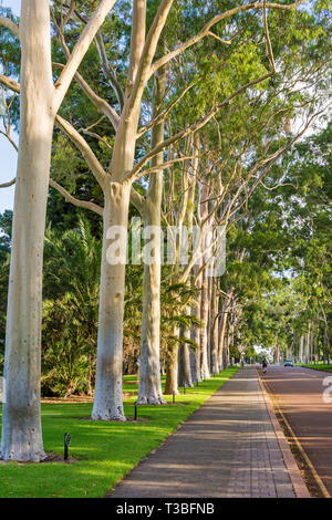 Il limone-profumati alberi di gomma Fodera l ingresso principale del Kings Park, Fraser Avenue, Perth, Western Australia Foto Stock