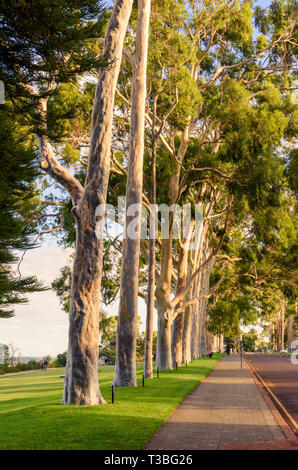 Fine afternnon luce il limone-profumati alberi di gomma Fodera l ingresso principale del Kings Park, Fraser Avenue, Perth, Western Australia Foto Stock