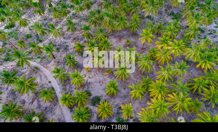 Gli alberi di palma, mafia island Foto Stock